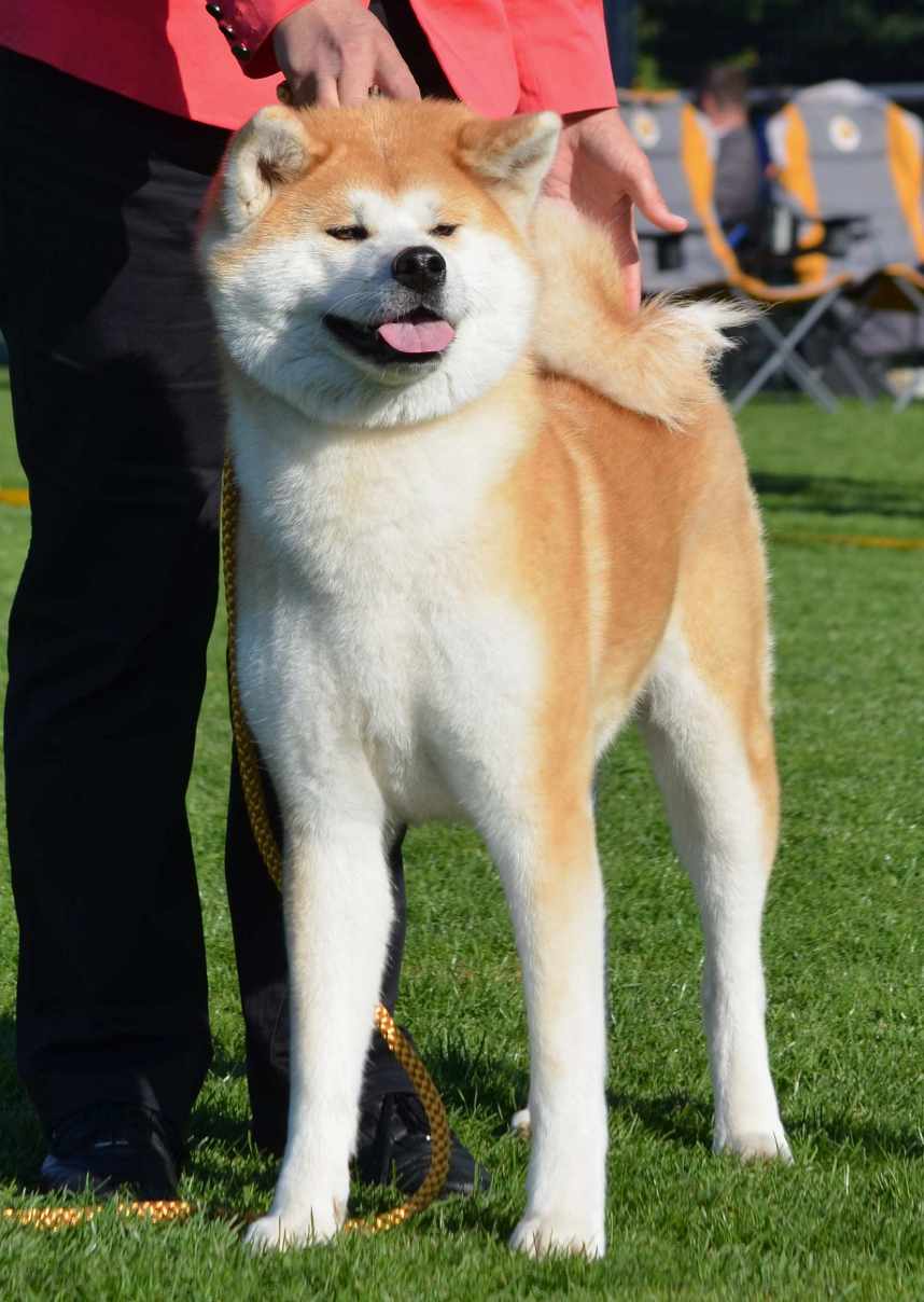Jitsumi