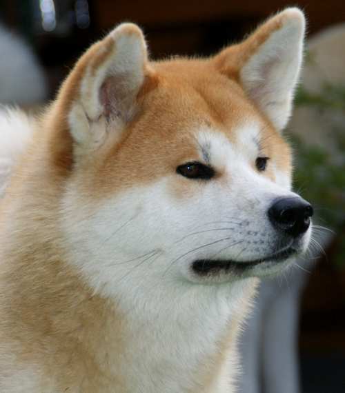 Jitsumi