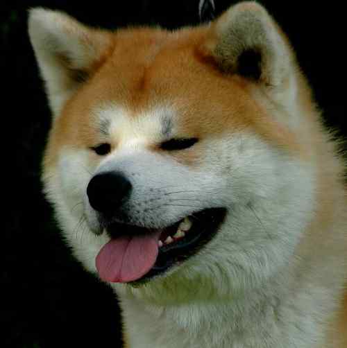 Taiho