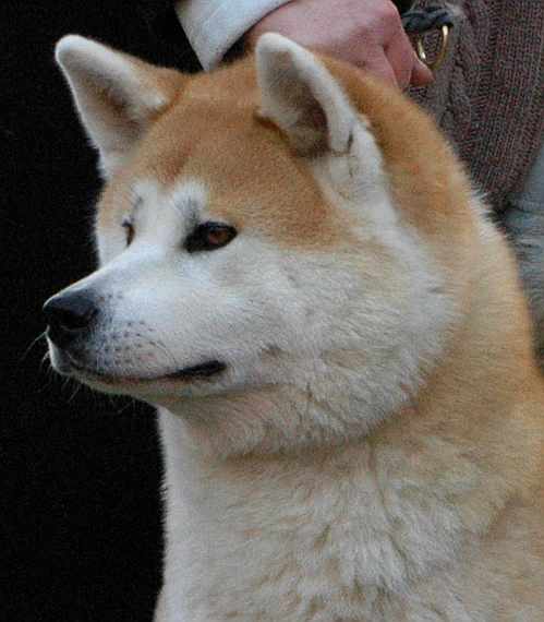 Tenshi